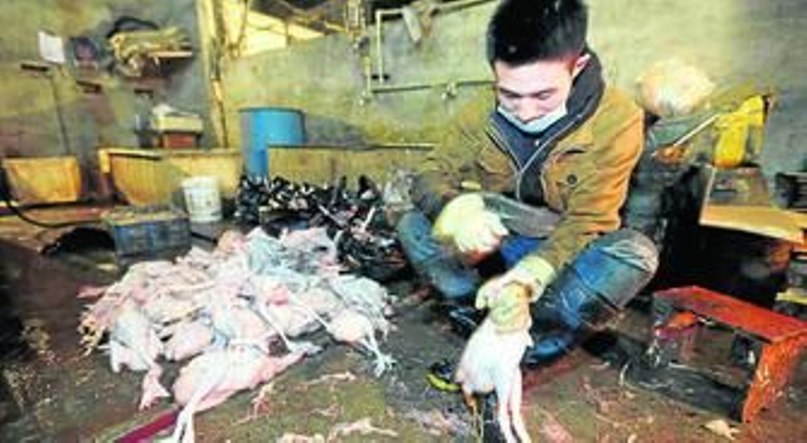 Un hombre sacrifica aves en la ciudad china de Wuhan.
