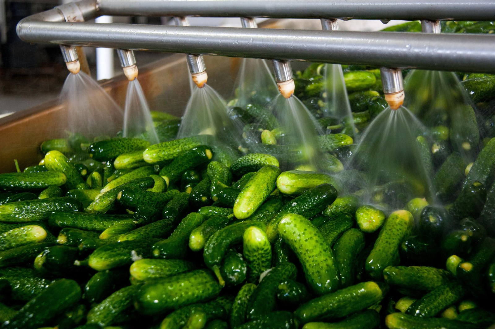 Pepinos en industria agroalimentaria.