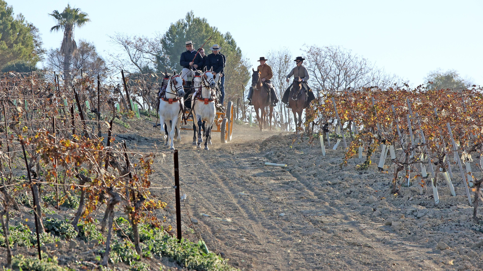 II Ruta Viñas de Jerez
