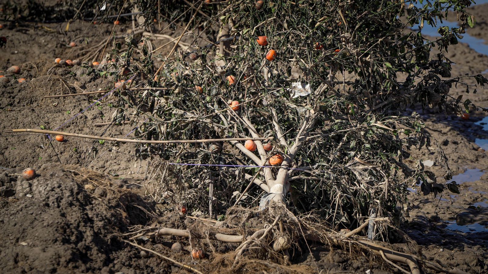 Imágenes de la visita de Juanma Moreno y el comisario europeo de Agricultura a los campos afectados por el temporal en Jerez