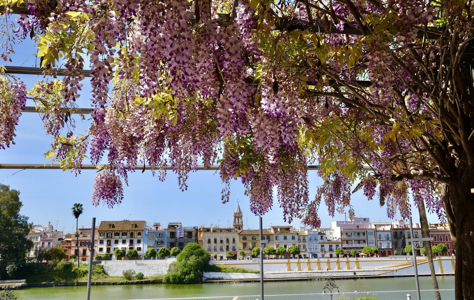 La belleza de las glicinias del Paseo de Cristóbal Colón
