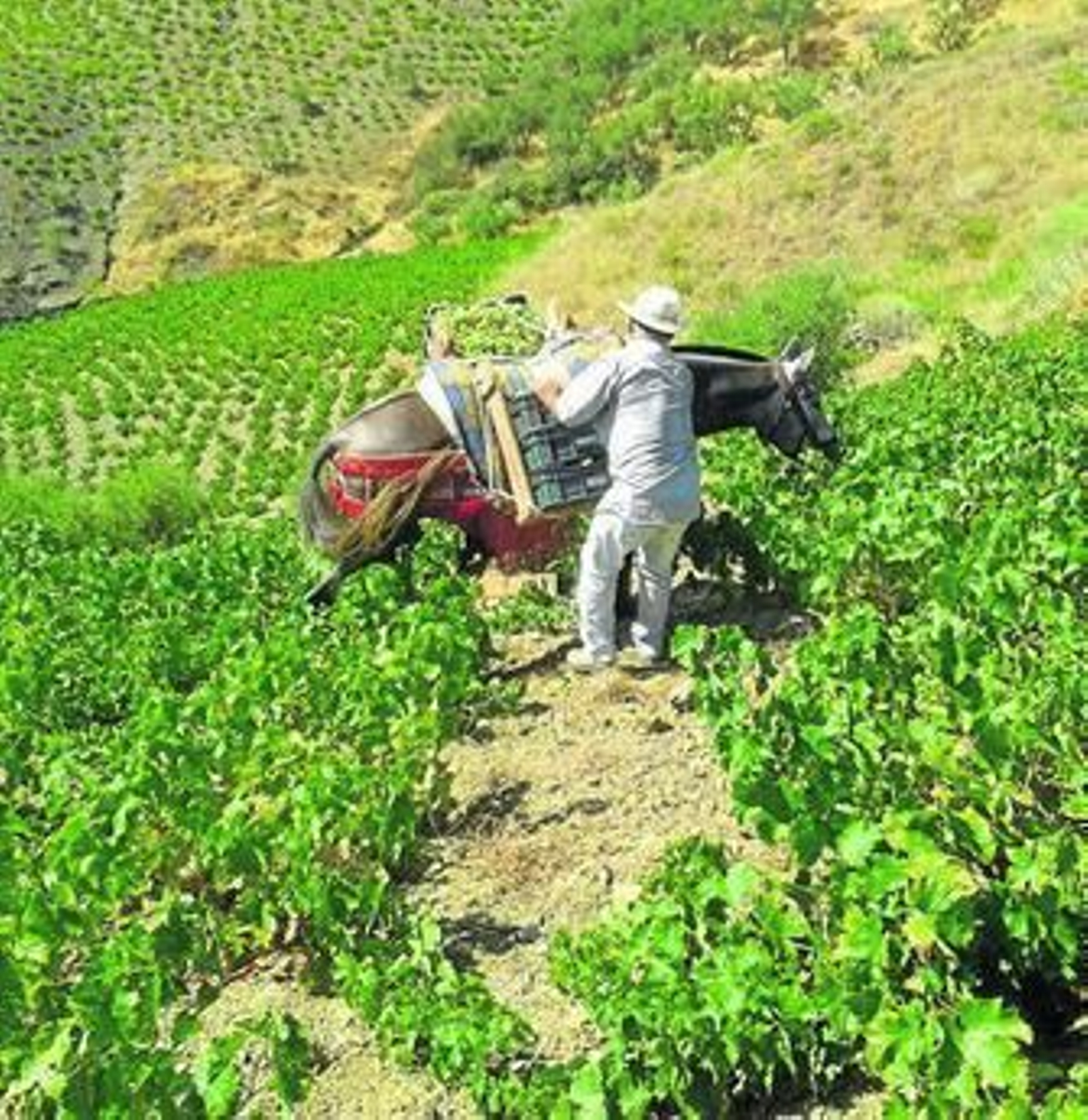 Un agricultor recolecta racimos de uva con la ayuda de un mulo.