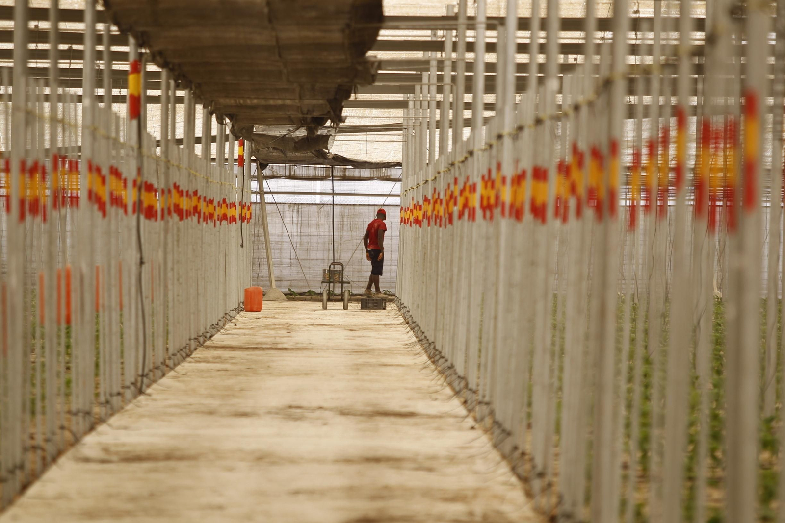 Invernadero de El Ejido, municipio en el que se concentra más de la mitad de la superficie de invernaderos del Poniente almeriense, unas 12.000 hectáreas.