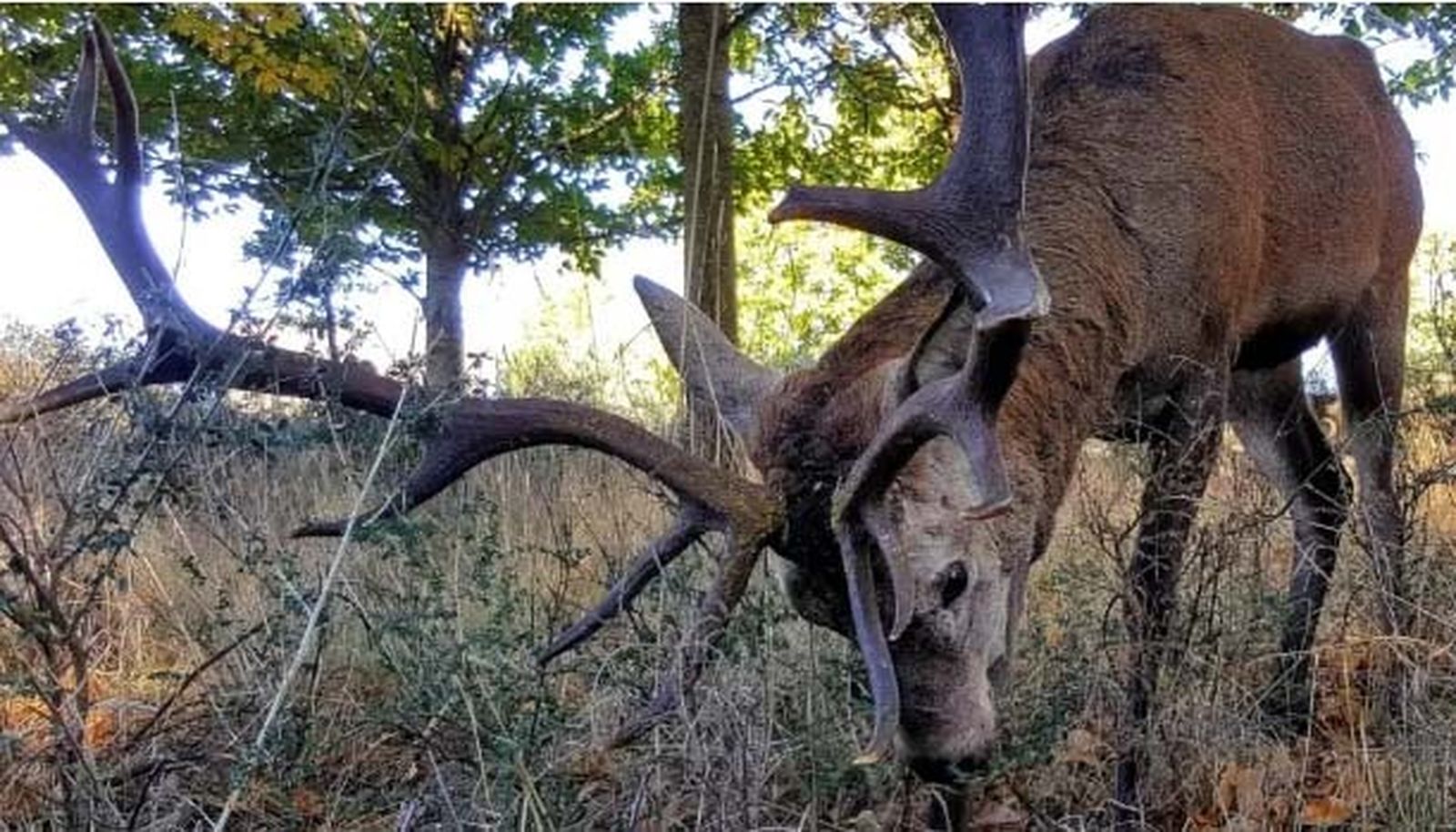 El ciervo 'Carlitos'