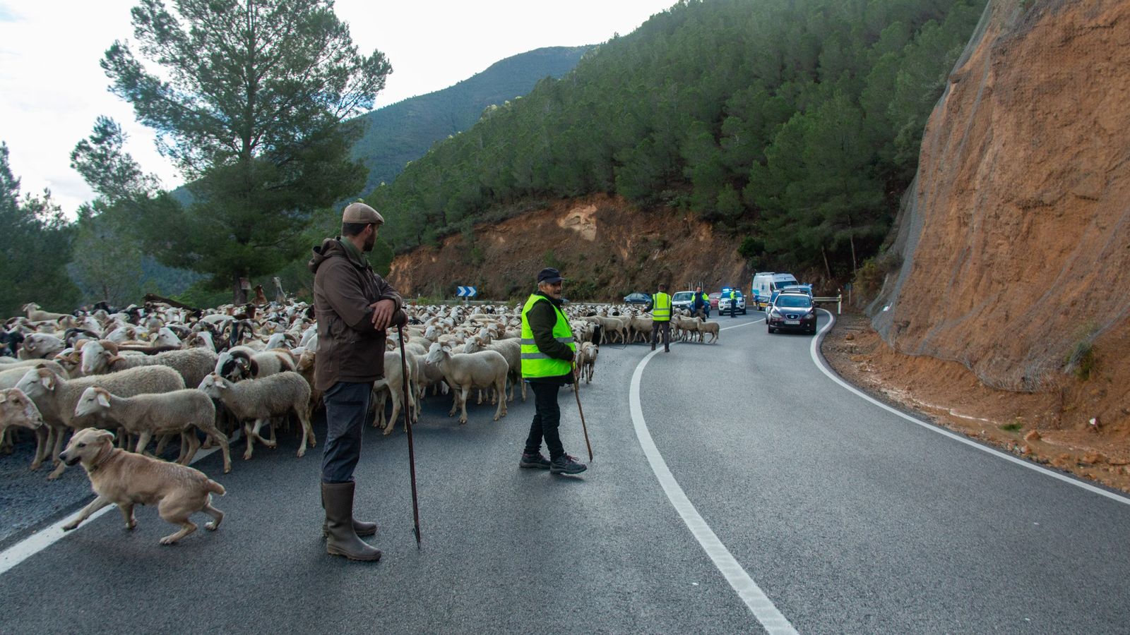 Aprovechan los espacios grandes de la carretera para dar paso a los coches