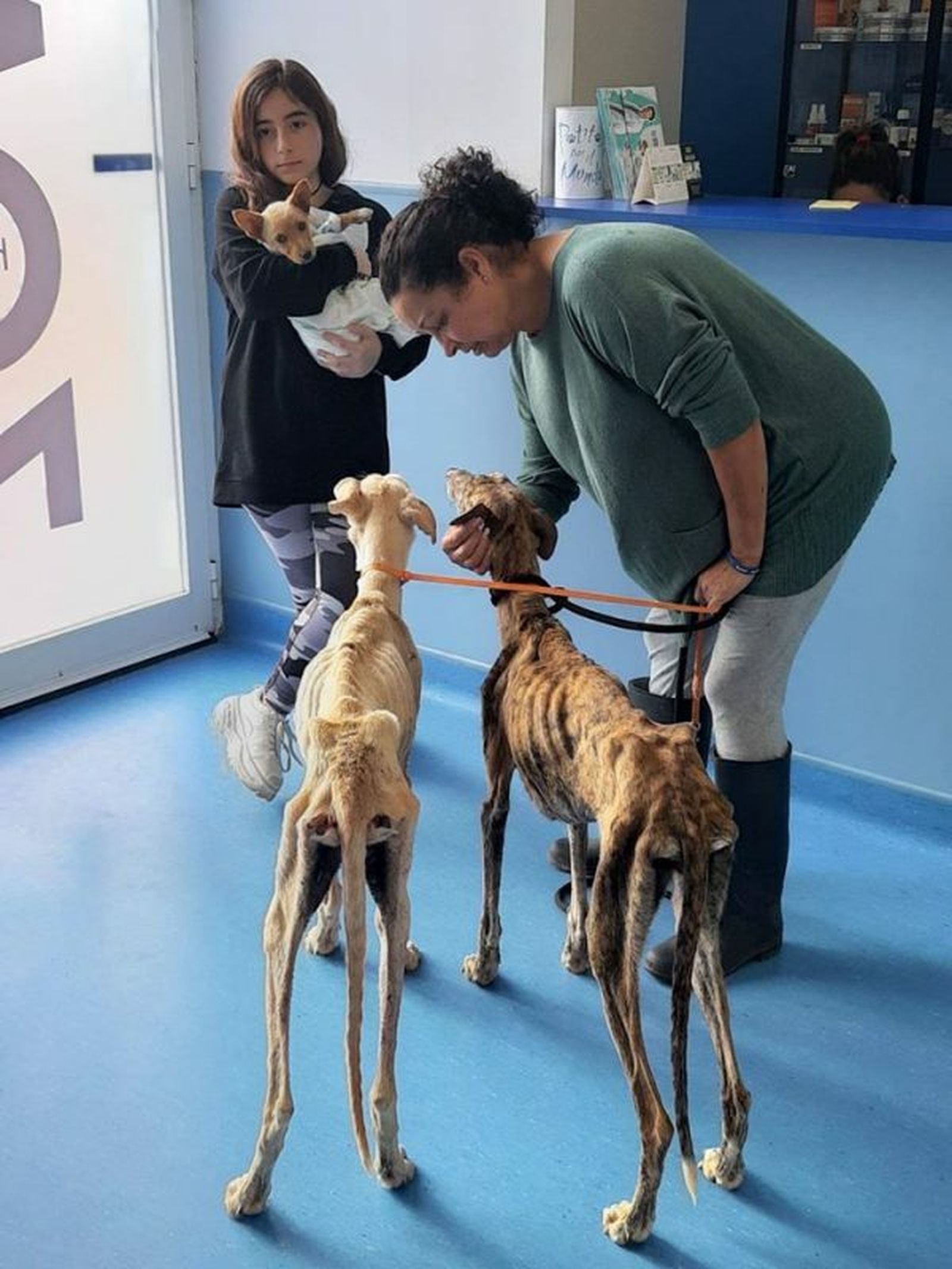 Imagen de los dos galgos ya bajo los cuidados de una protectora de animales.
