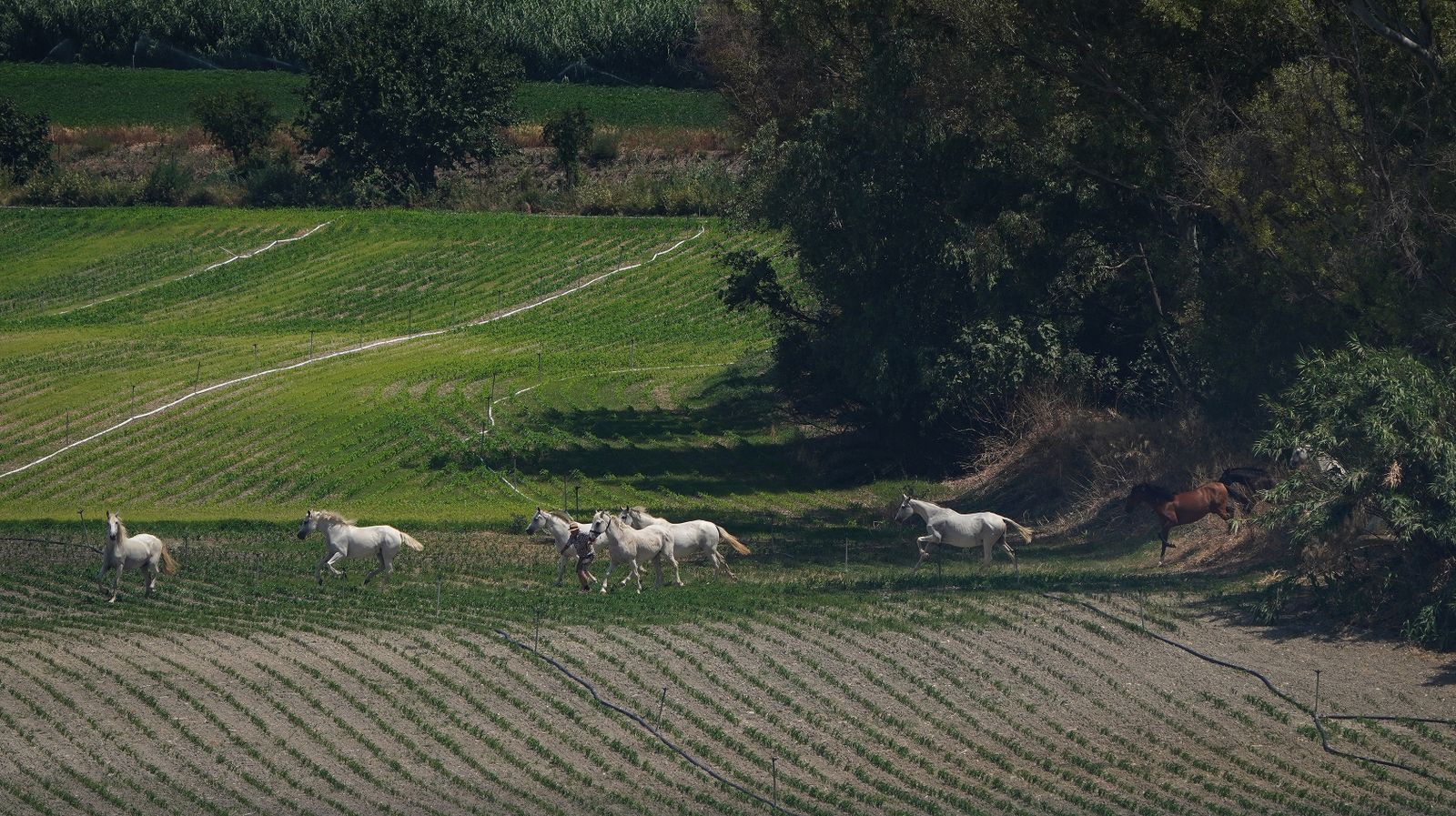 Así fue la salvación de las llamas de una manada de caballos en La Teja