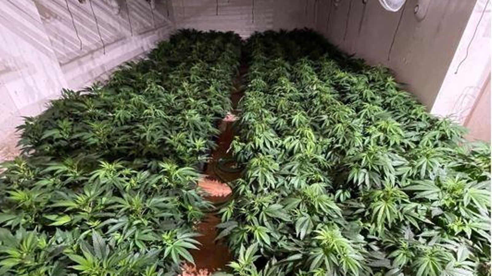 Marihuana intervenida por la Policía