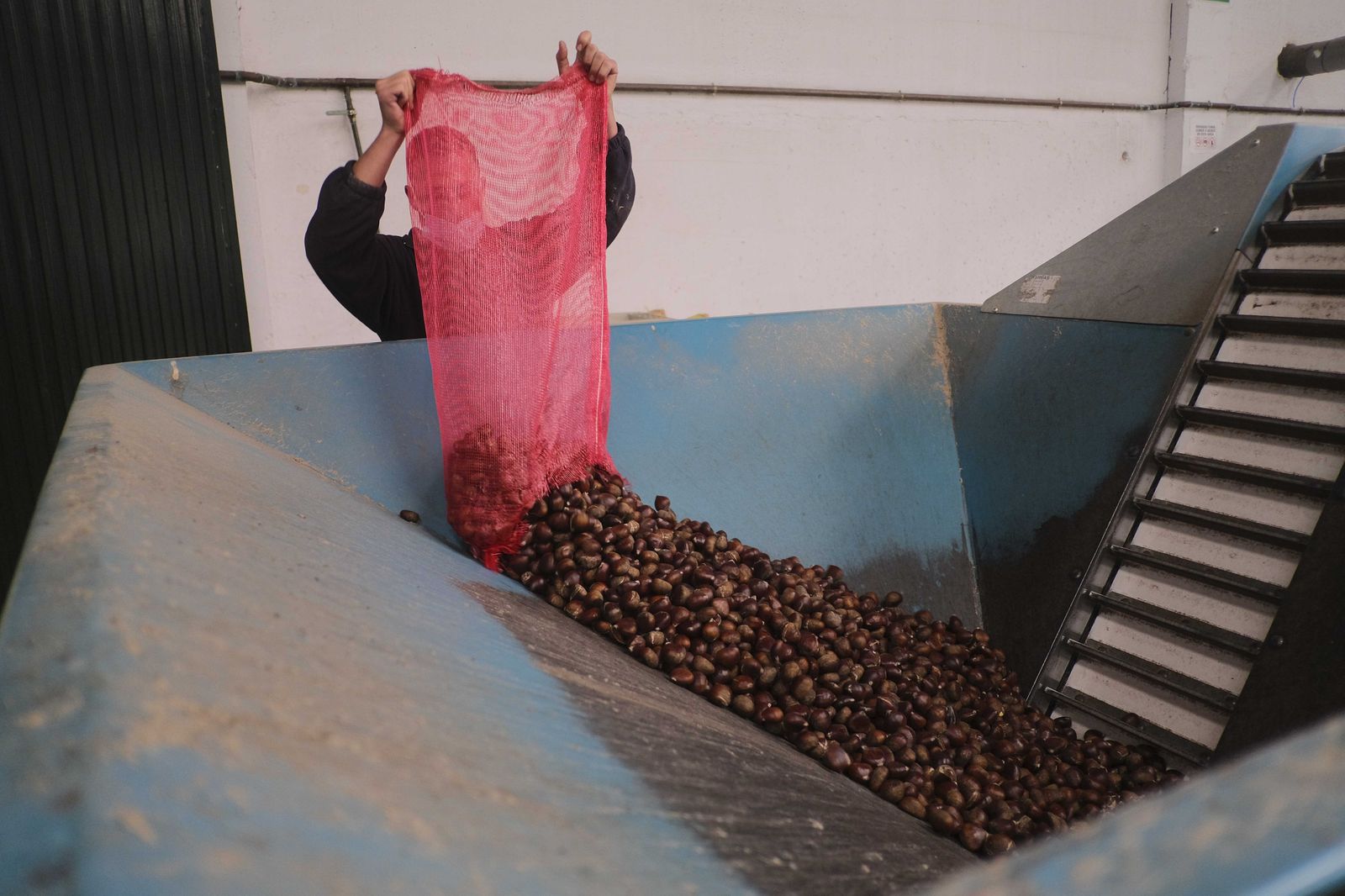Cuadrillas en la recogida de castañas en el Valle del Genal