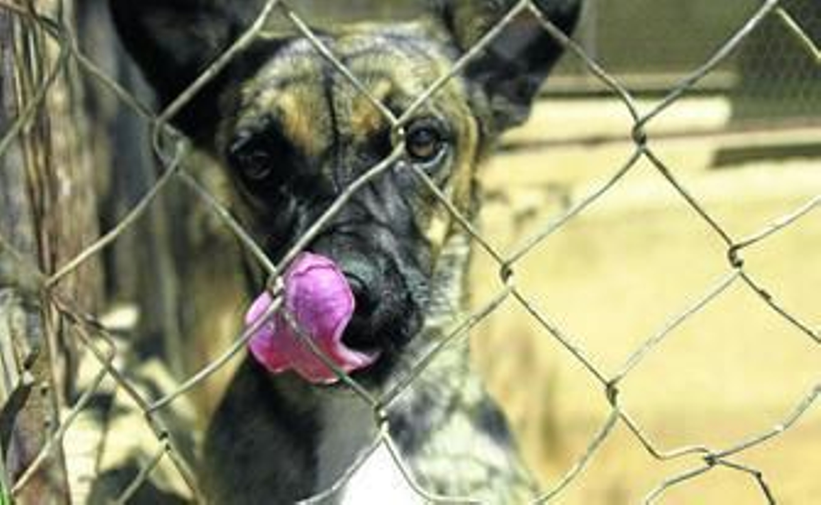 La residencia canina Delagos desarrolla múltiples actividades para mantener activos a los perros. La residencia canina Delagos desarrolla múltiples actividades para mantener activos a los perros.