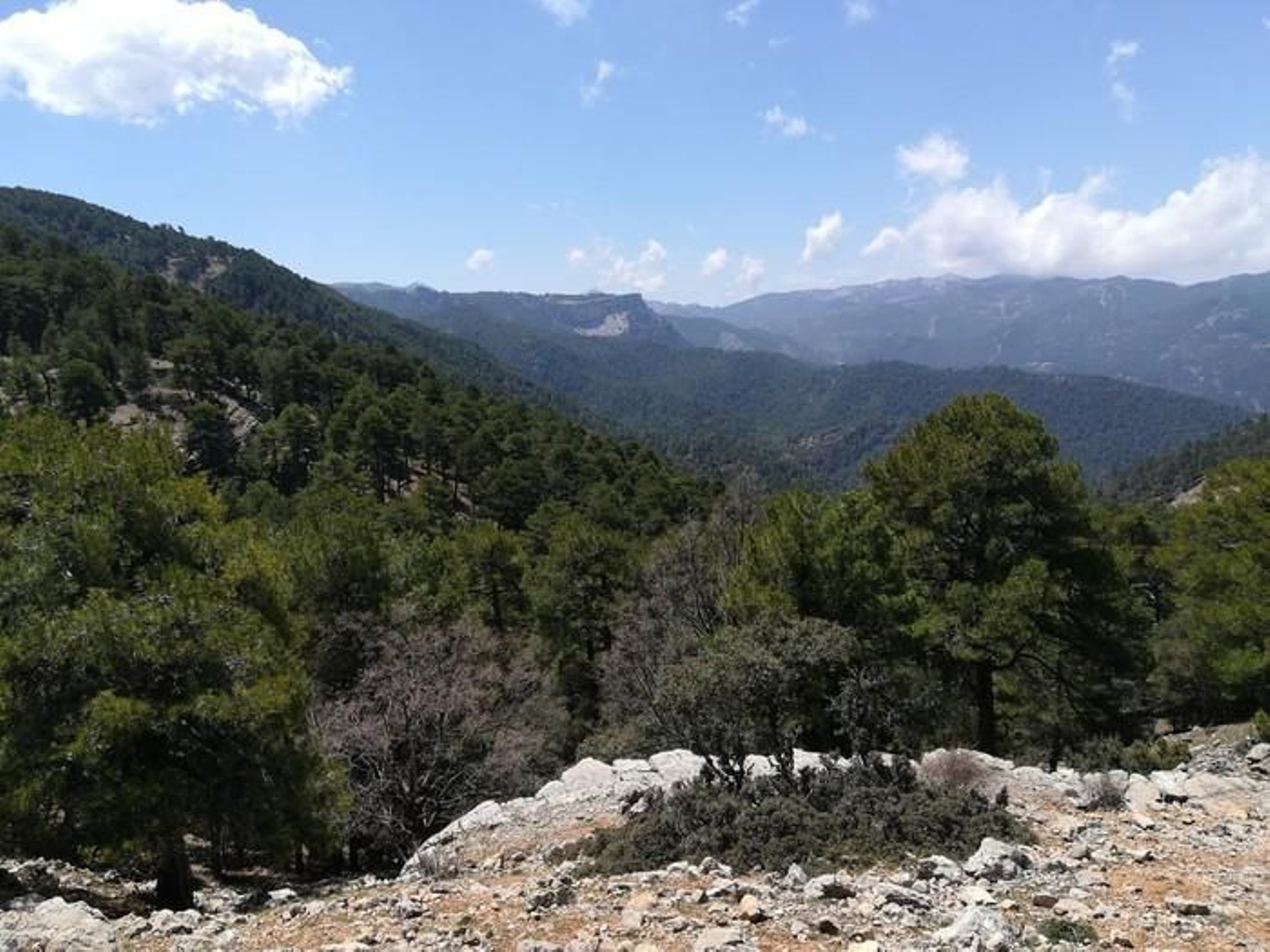 Encinares y enebrales en Las Navillas Peña Gallinera.