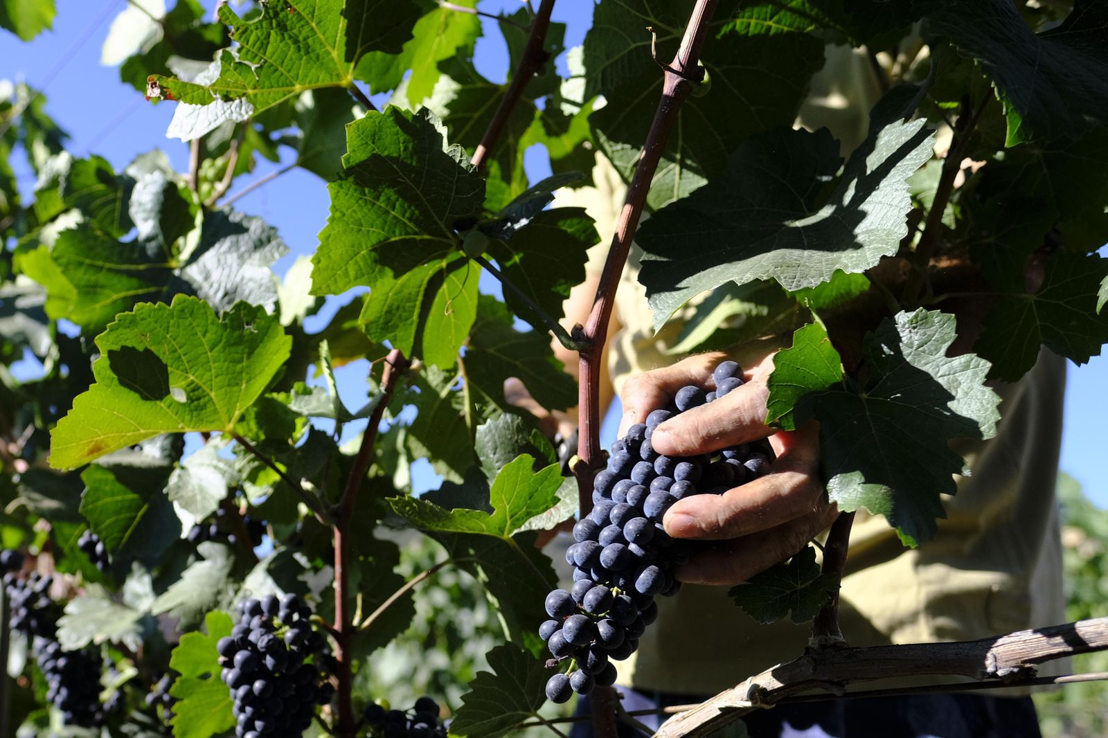 Vendimia en la Serranía de Ronda, en fotos