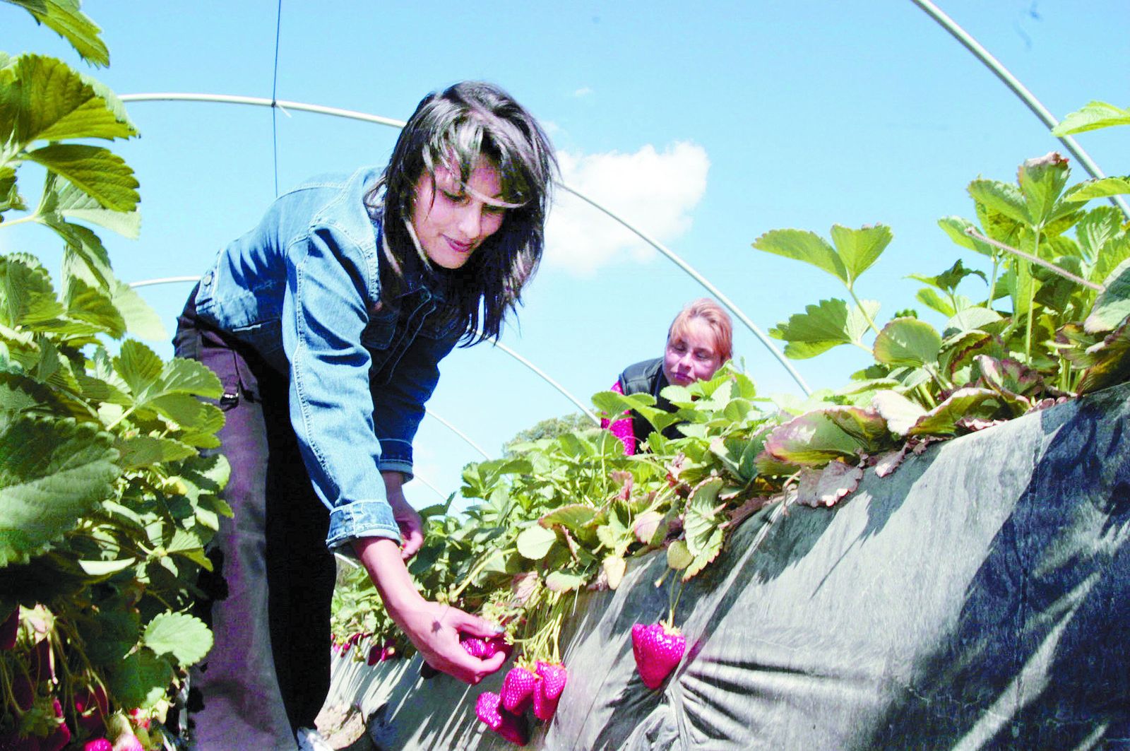 Mujeres jornaleras inmigrantes.