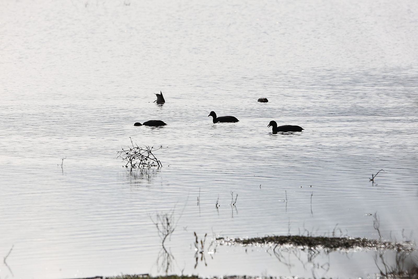 Estado actual en el que se encuentran las Marismas del Rocío tras las últimas lluvias