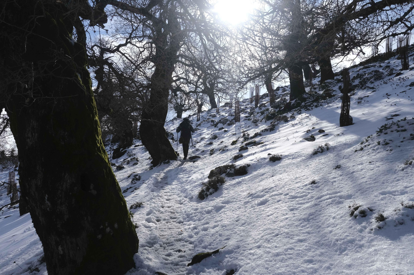 El blanco viste el Parque Nacional de la Sierra de las Nieves. El blanco viste el Parque Nacional de la Sierra de las Nieves.