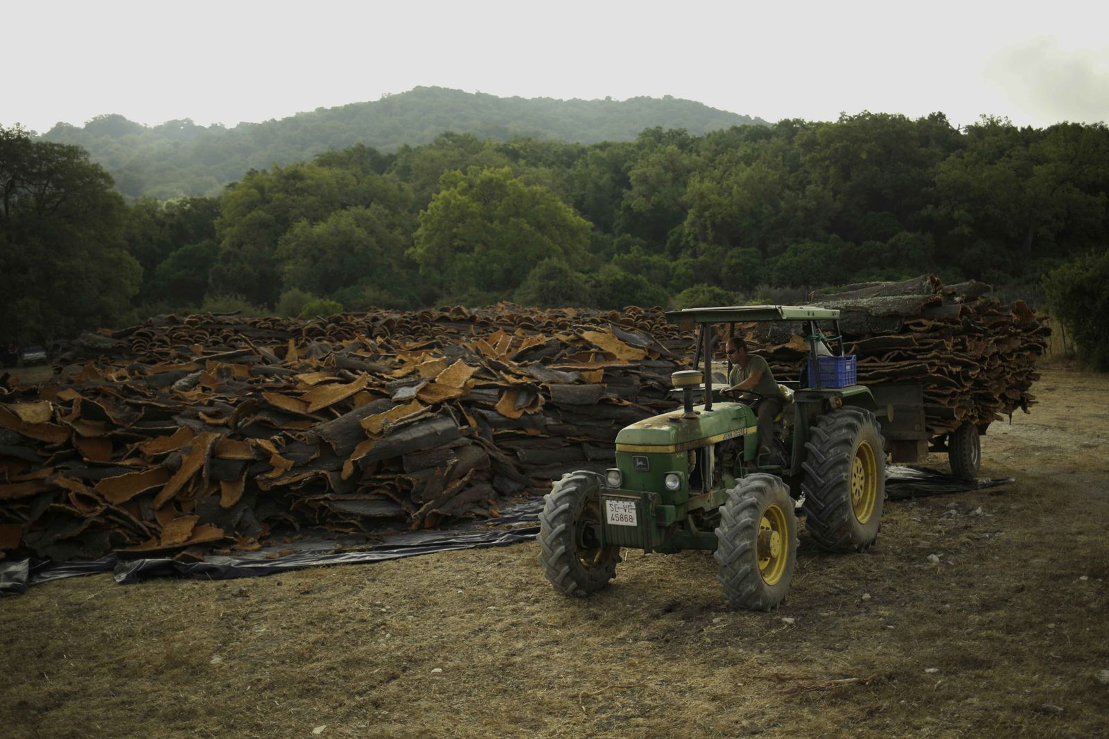 Trabajos de saca del corcho durante la campaña que acaba de finalizar en los montes municipales.
