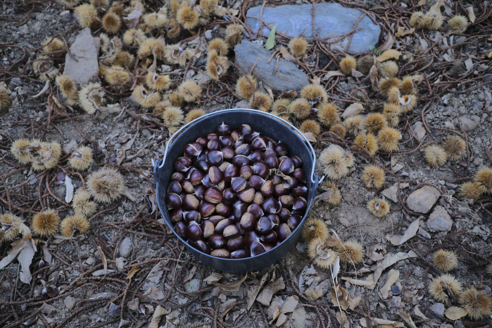 Cuadrillas en la recogida de castañas en el Valle del Genal