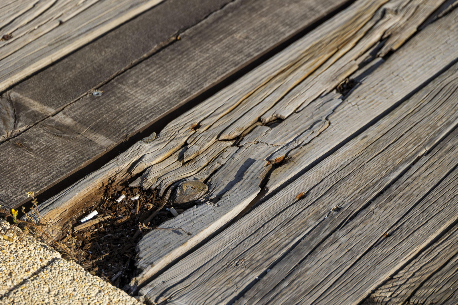 Las imágenes del mal estado de los paseos de Cádiz