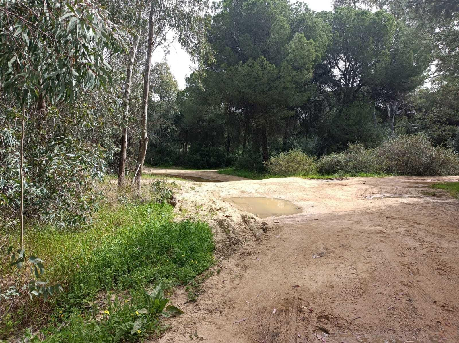 Tras el tercer giro a la derecha la vegetación vuelve a ser más densa.