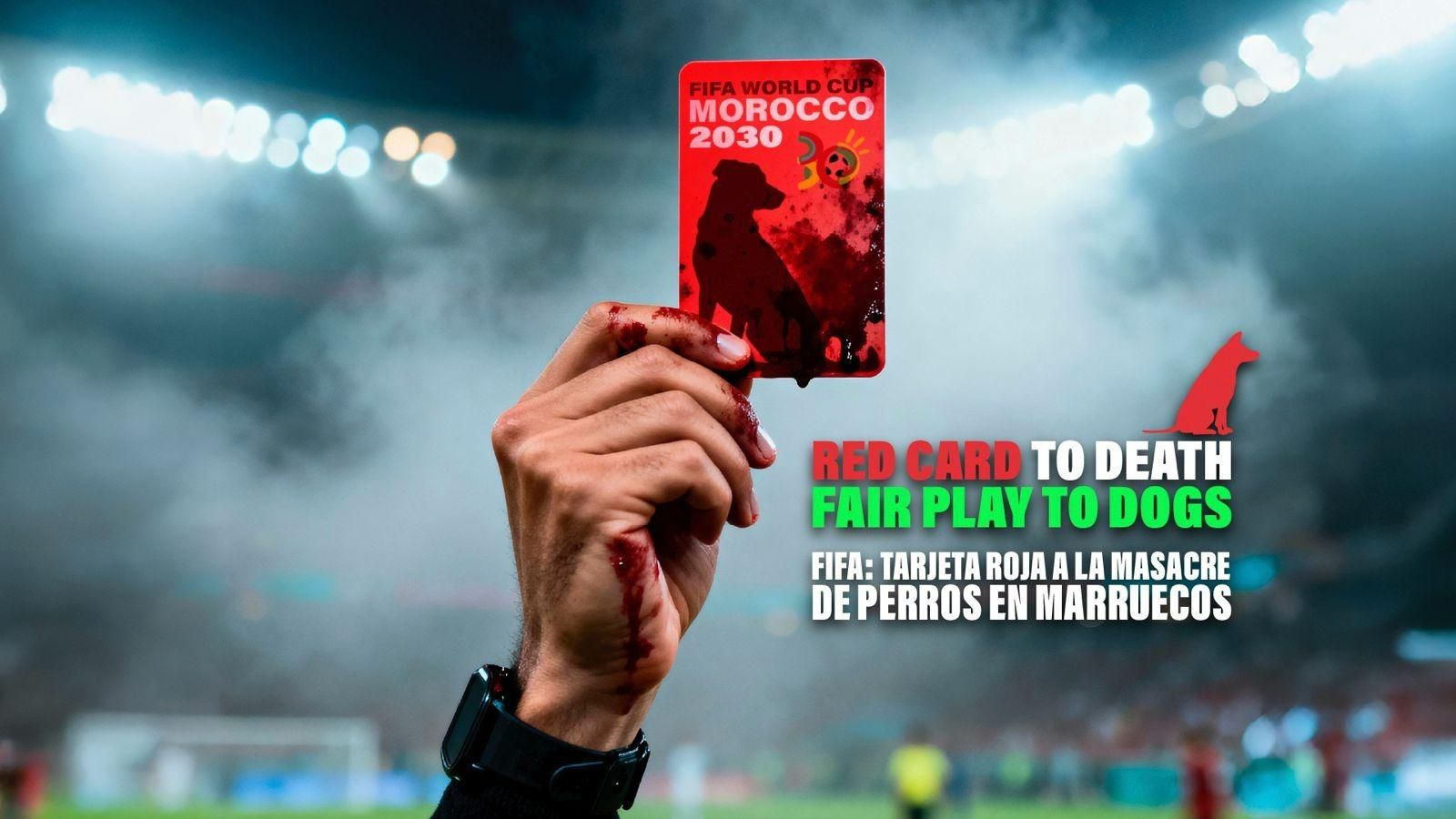 Pacma exige a la FIFA que intervenga en las matanzas de perros en Marruecos antes del Mundial 2030.
