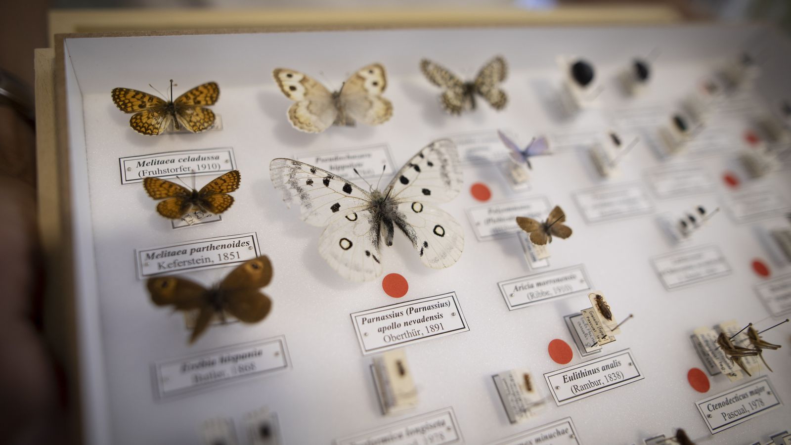 Los insectos con un punto rojo son endemismos de Sierra Nevada.
