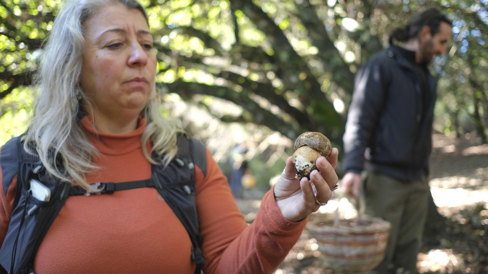 Especie de boletus comestible Especie de boletus comestible