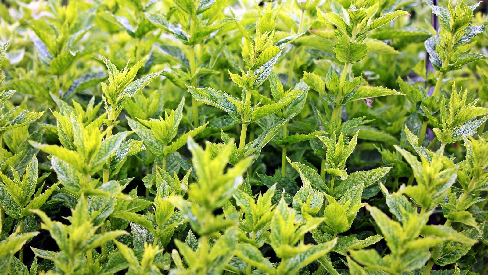 Planta de menta Planta de menta