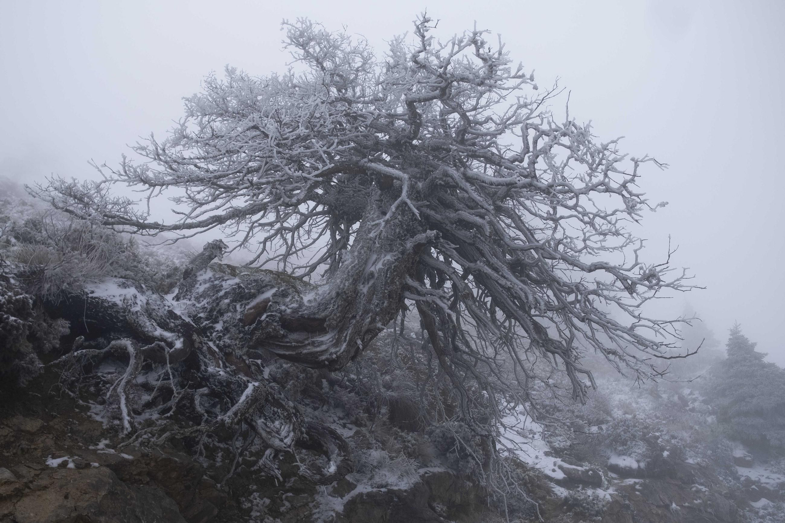 Nevada en la Sierra de las Nieves, en fotos