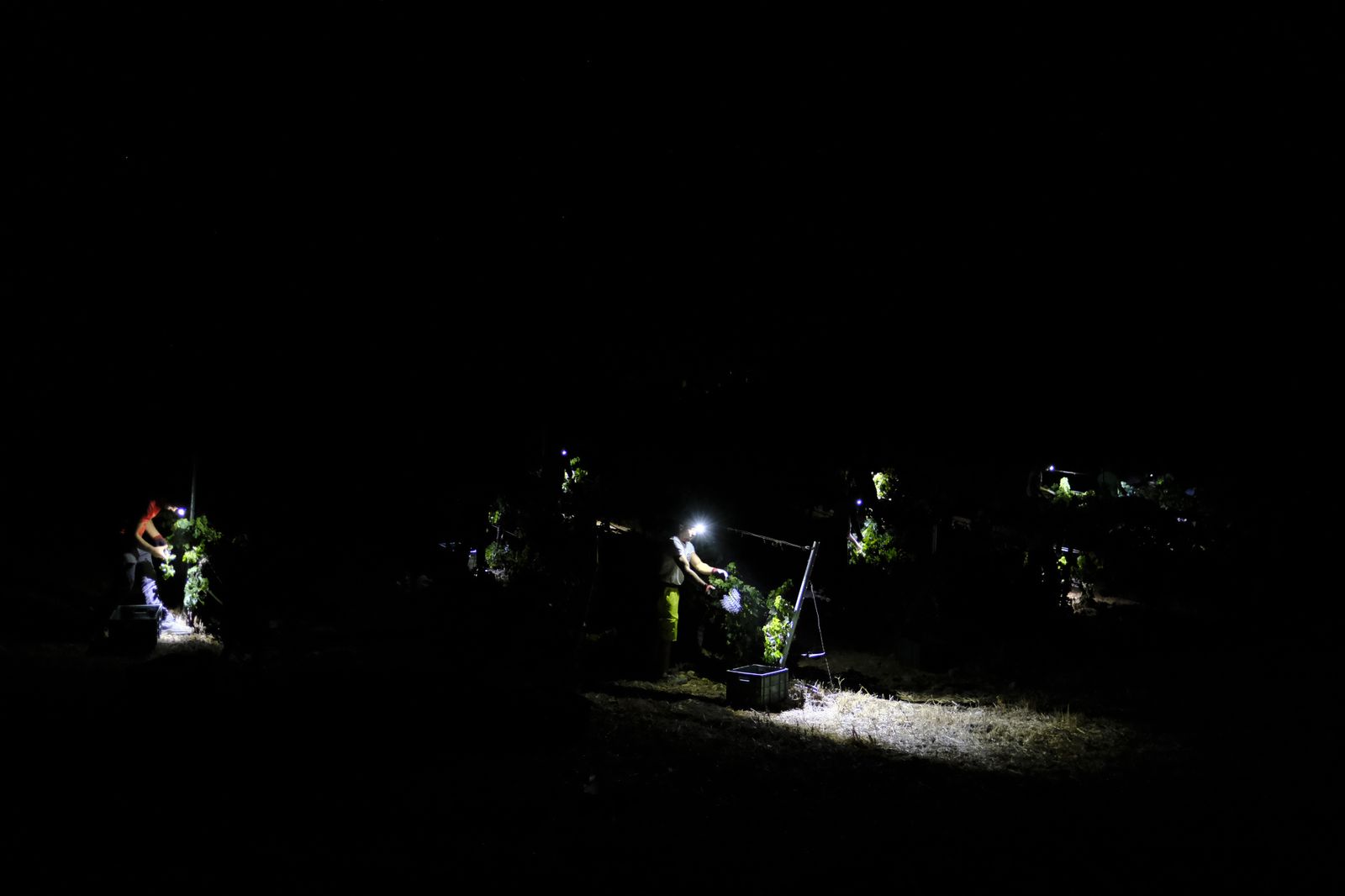 Vendimia nocturna en Ronda, en fotos