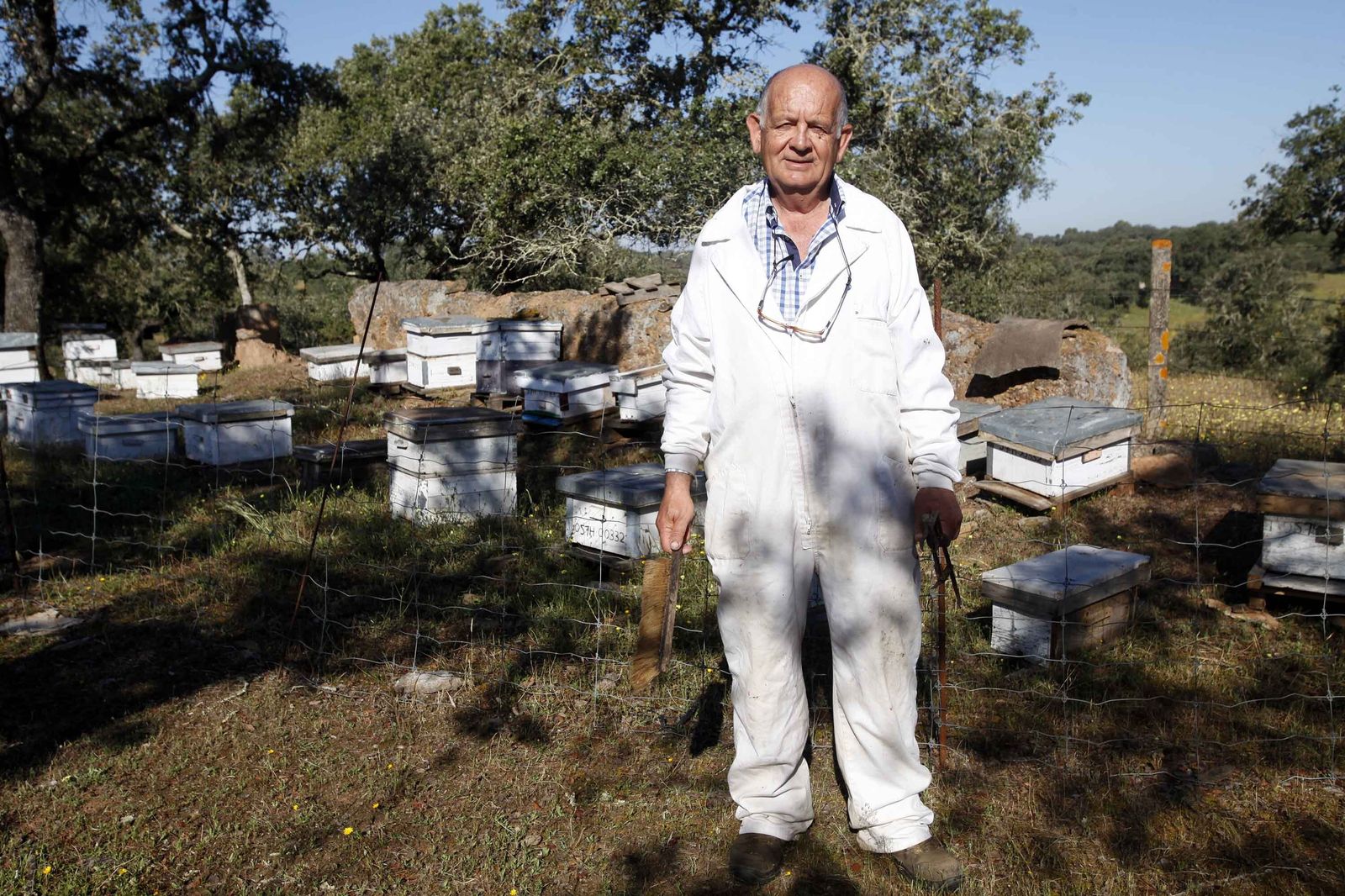 Apicultura: obreras que extraen el néctar del Andévalo