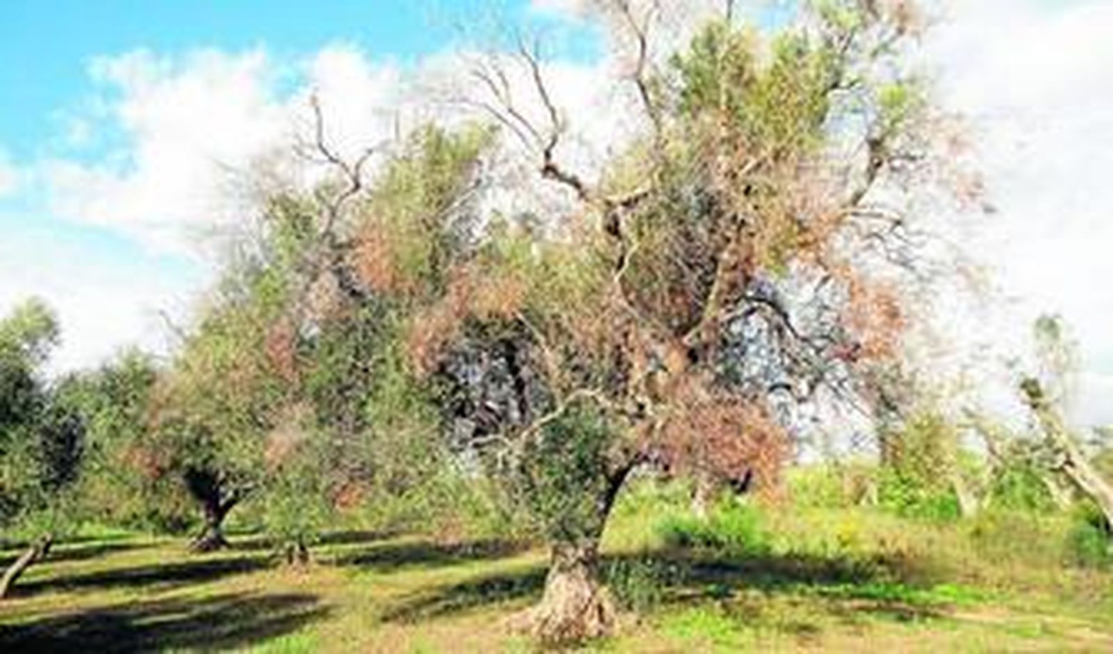 Un olivo enfermo de la region de Apulia en una imagen tomada por la investigadora Blanca Landa.