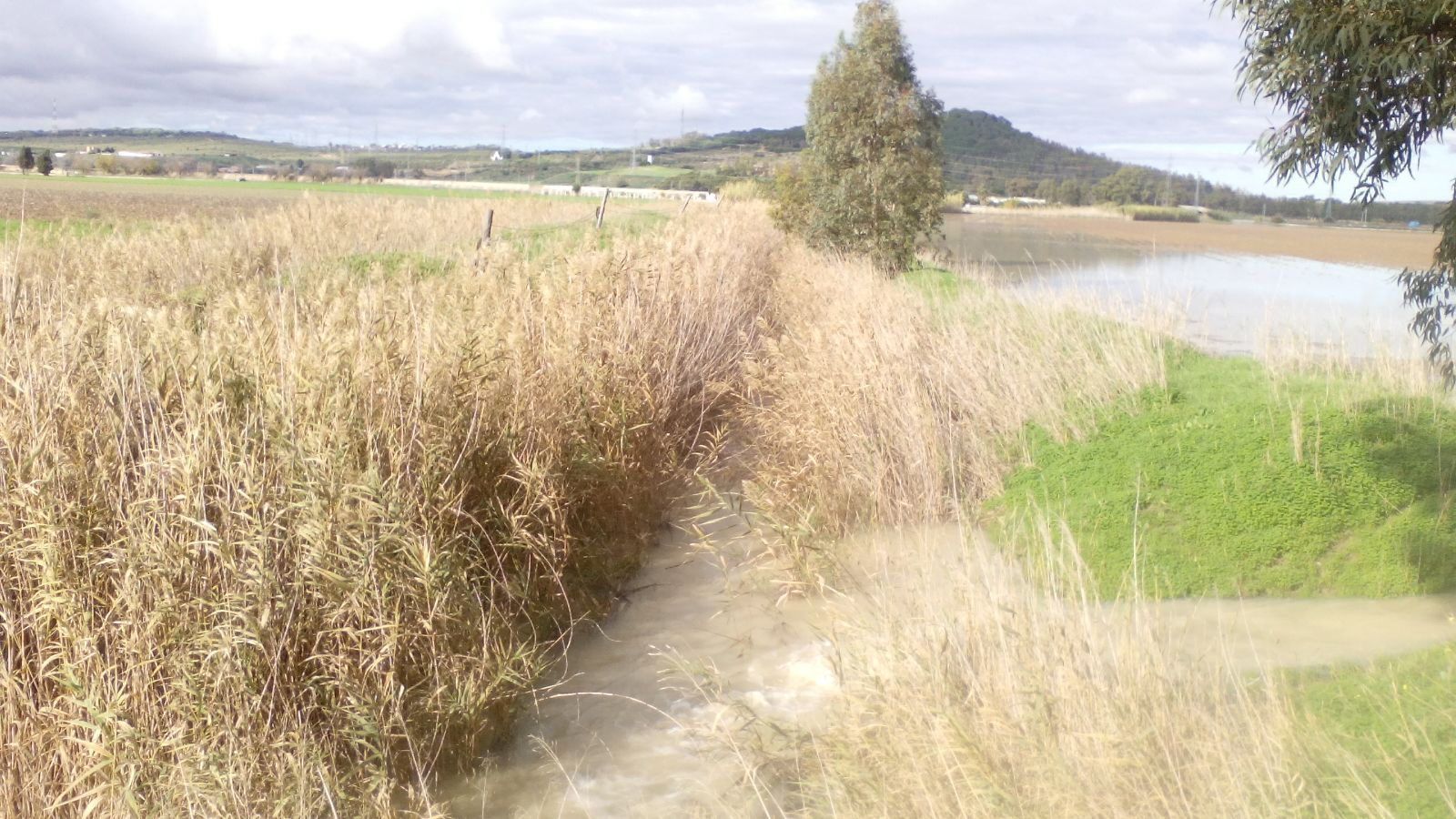 El arroyo del Carrillo, colmatado por la vegetación, que produce inundaciones.