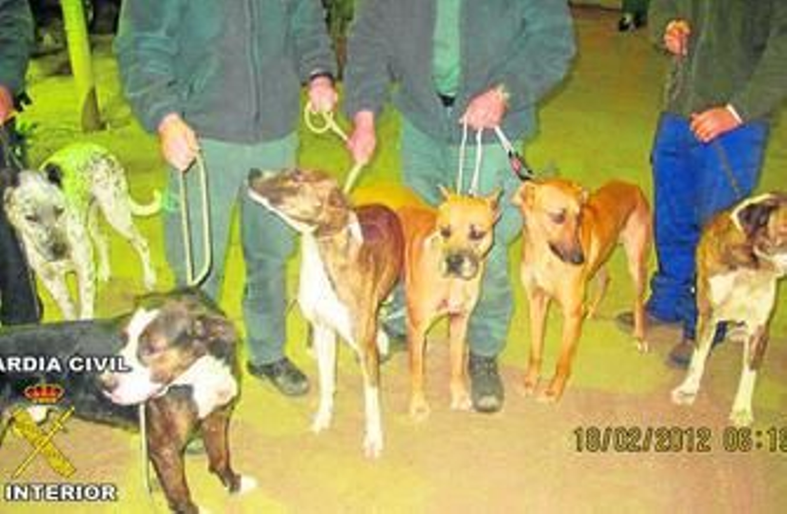 Perros de presa y cuerpo de jabalí decapitado.