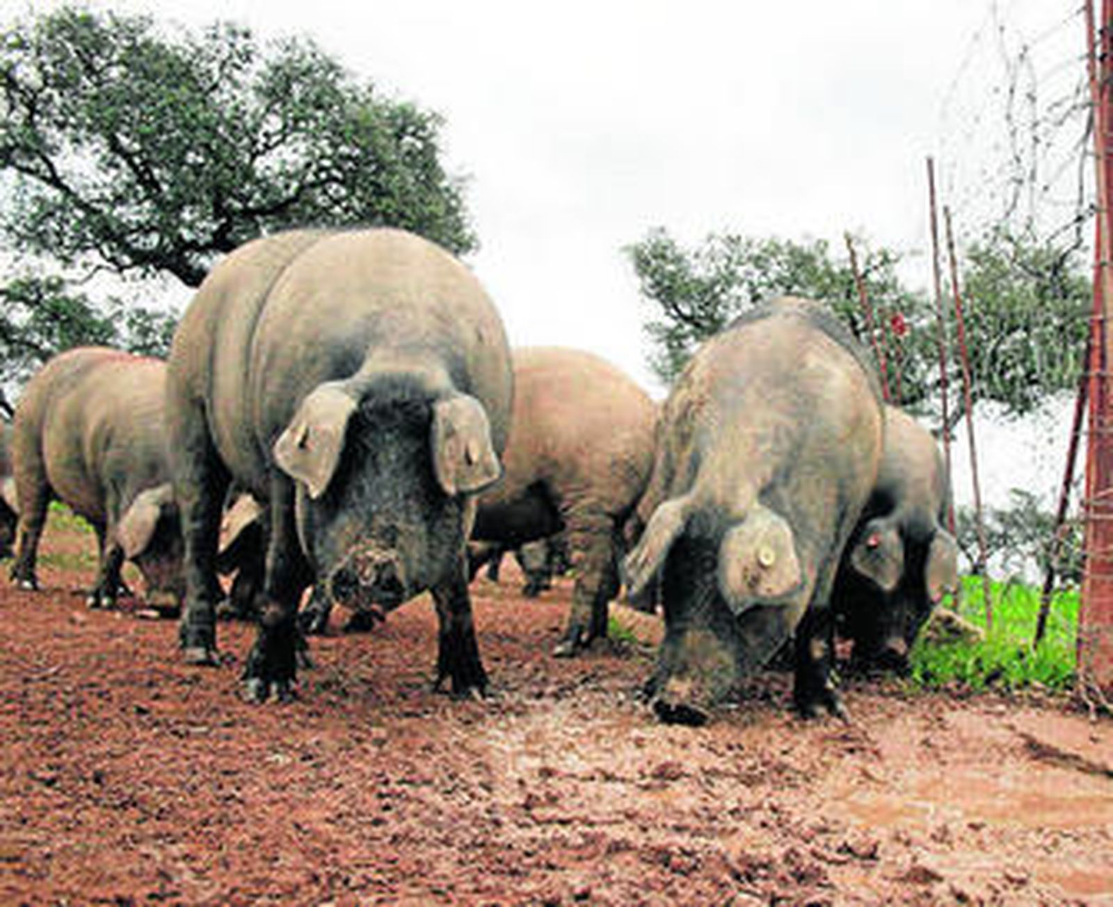 Un grupo de cerdos, en una de las dehesas de Los Pedroches.
