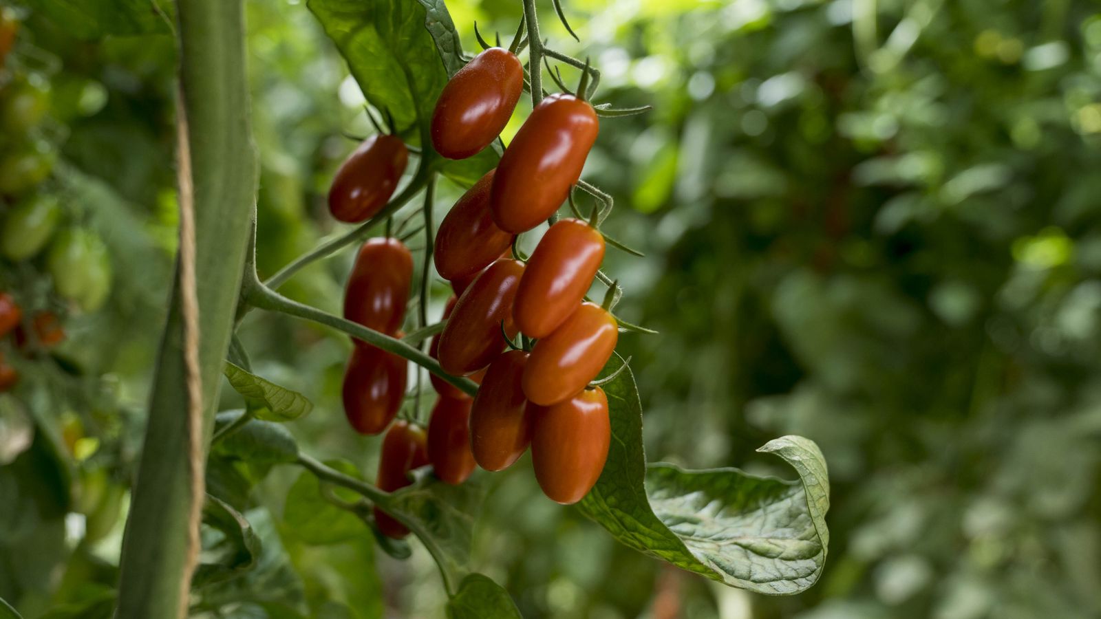 Tomate cherry bio de Campojoyma.