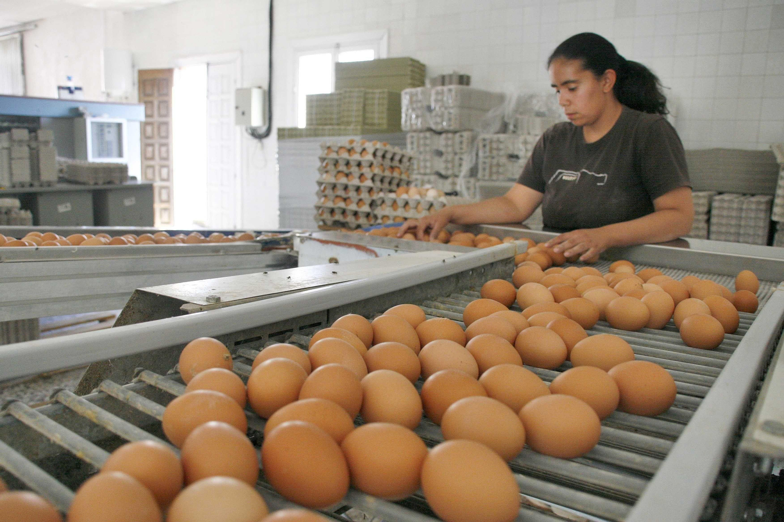 Una granja, durante el proceso de preparación de los huevos para su distribución.