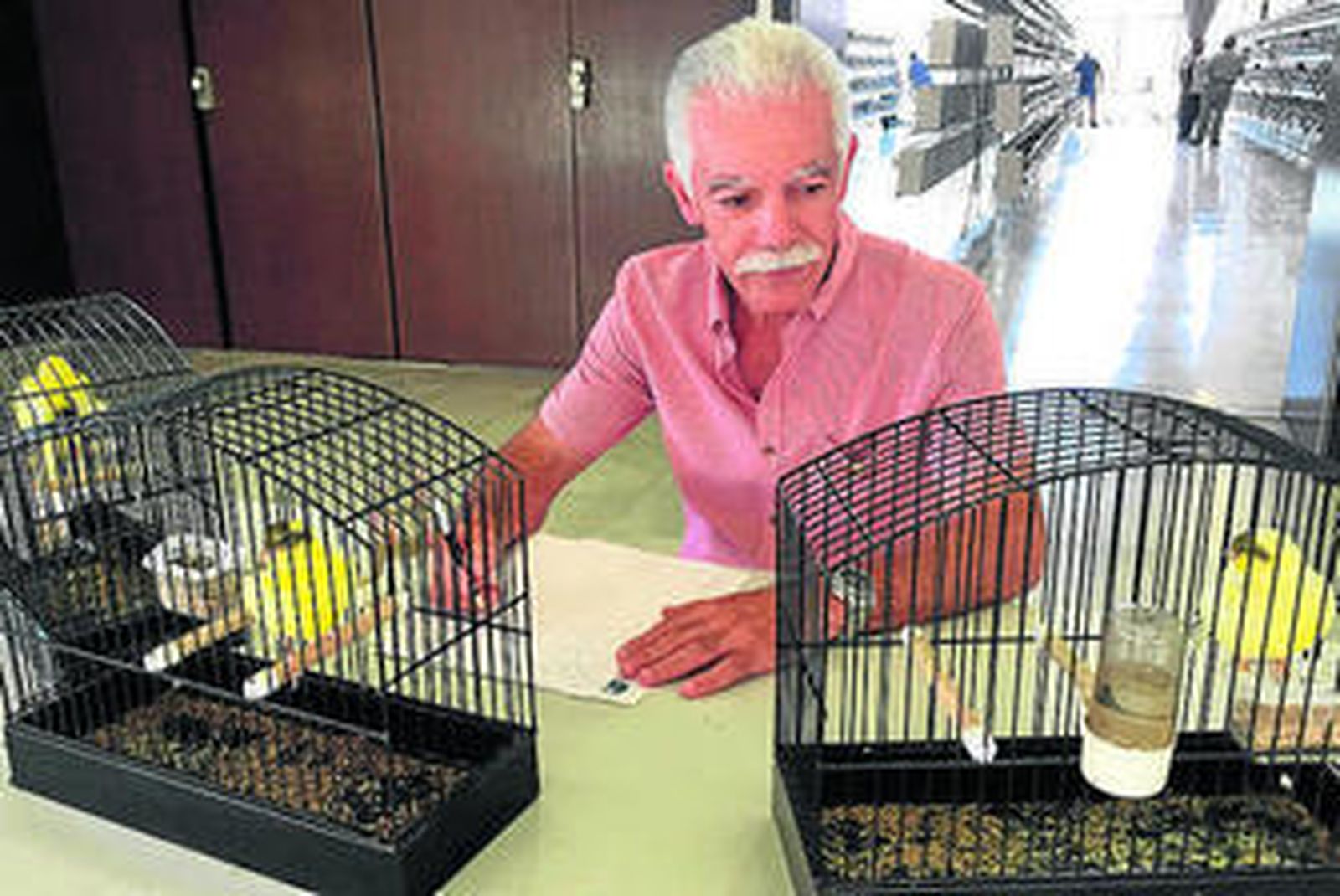 Un miembro del jurado valora las características de los pájaros.