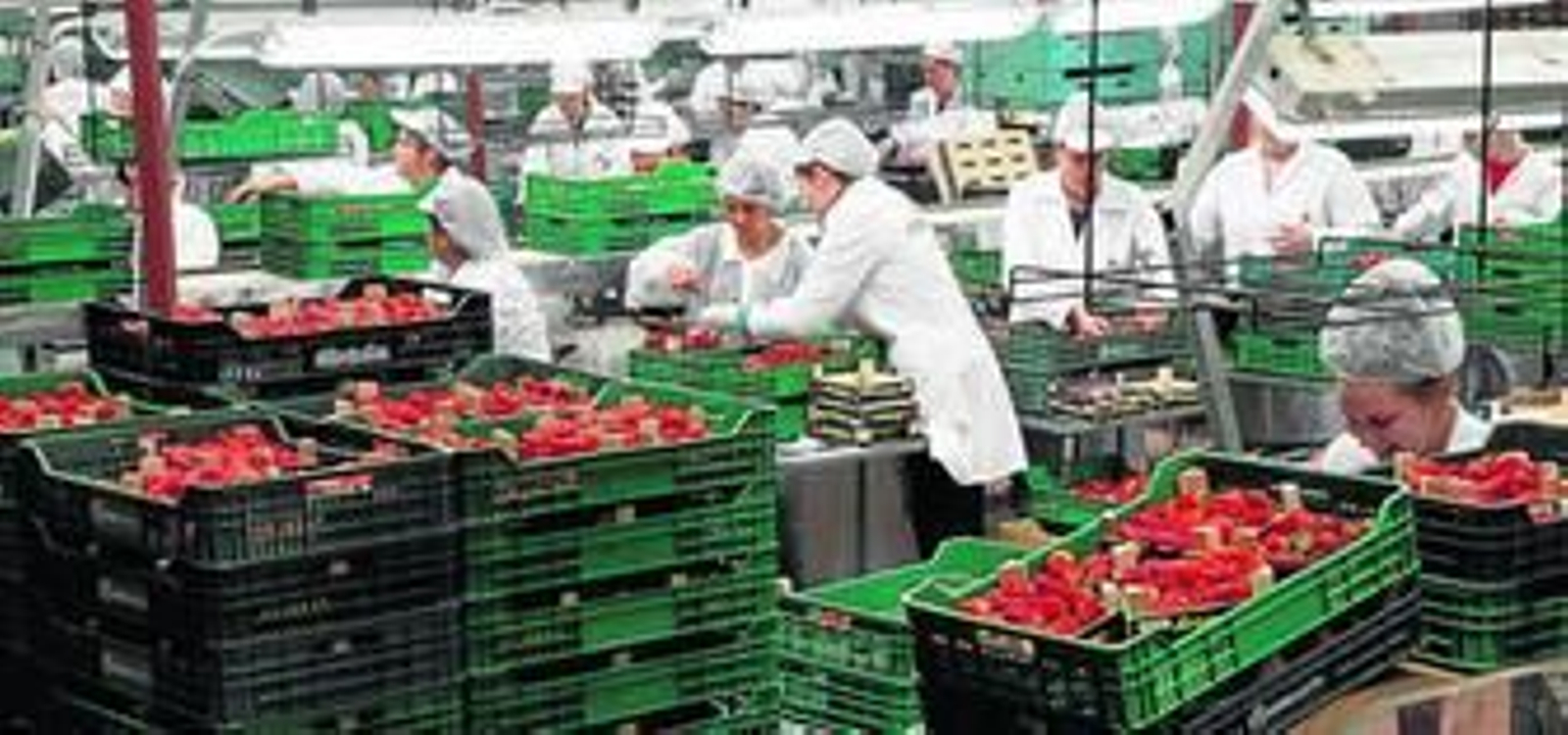 Las trabajadoras de una cooperativa envasan fresas para su comercialización.