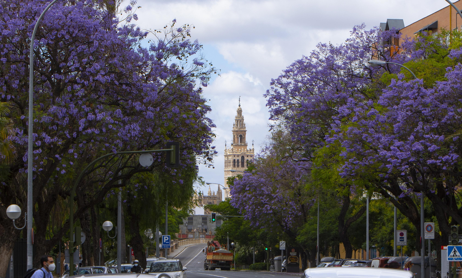 Las jacarandas tiñen Sevilla de morado