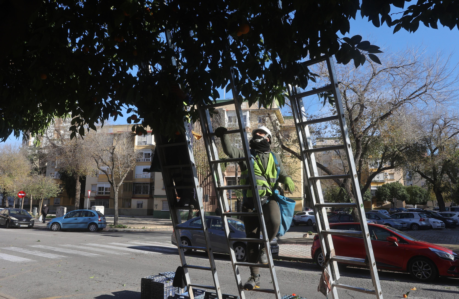 Recogida de la naranja de las calles de Sevilla