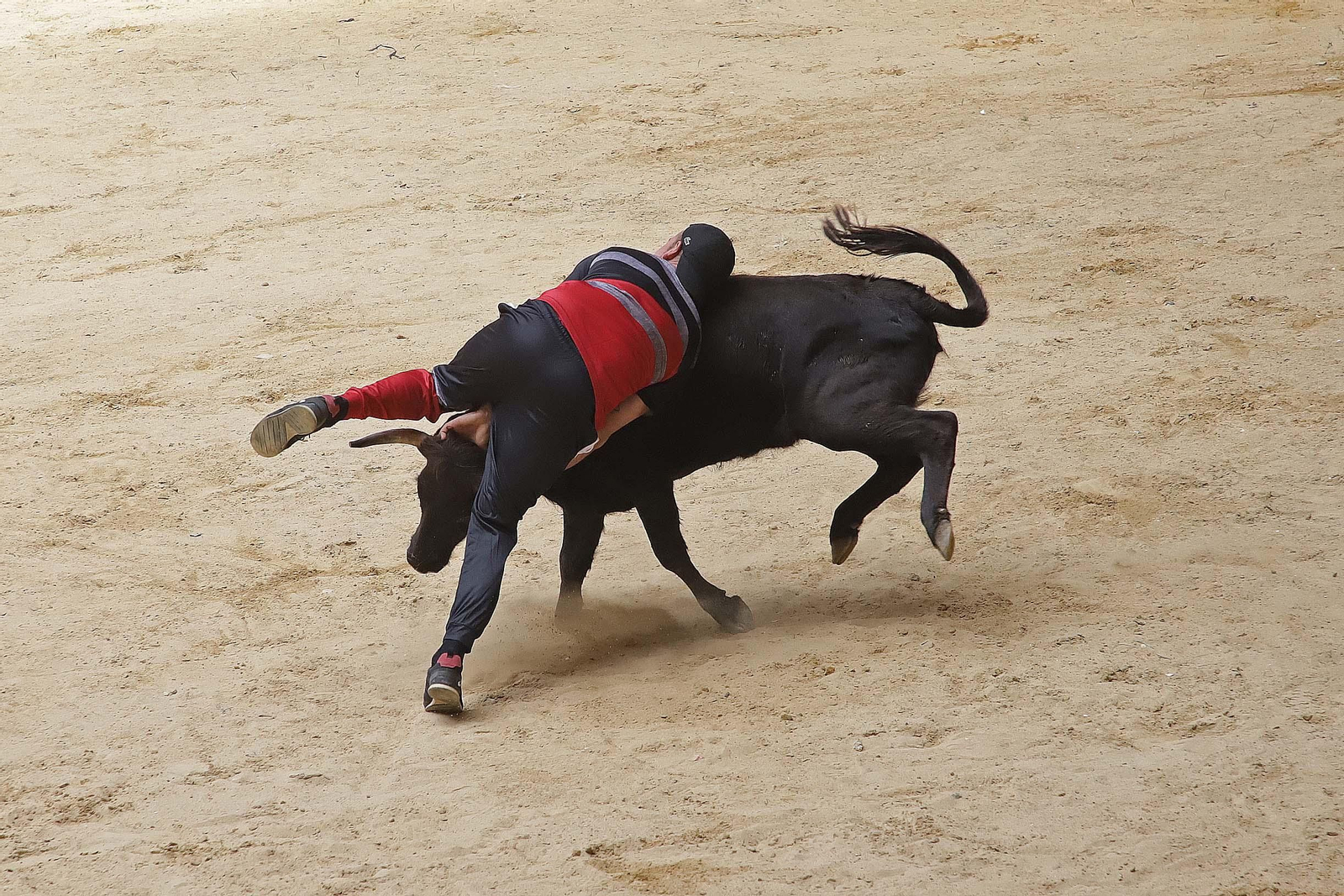 Fotos de los encierros del domingo del Toro Embolao en Los Barrios