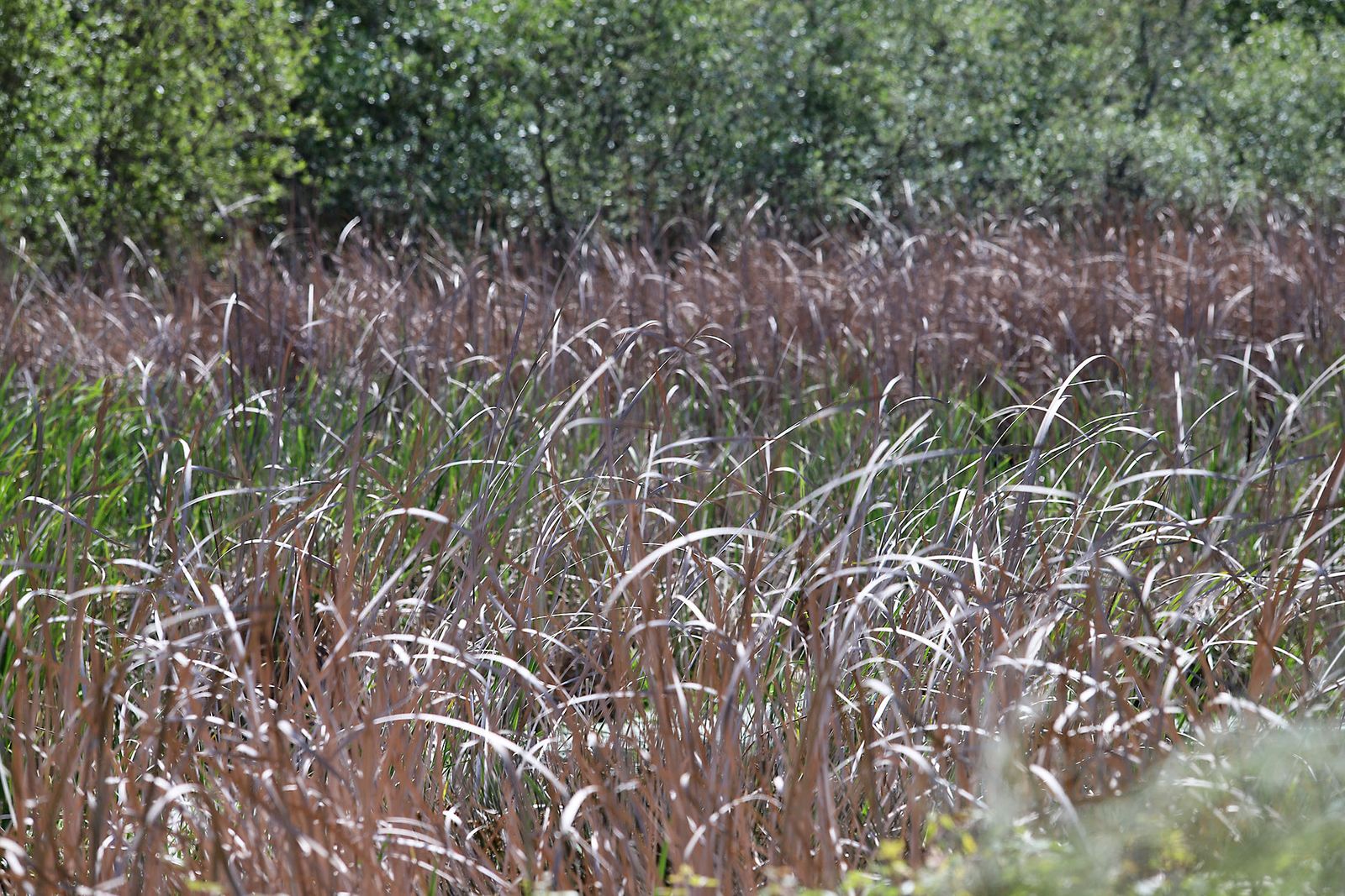 El presidente de la Junta de Andalucía Juanma Moreno visita la Laguna Primera de Palos (Huelva)