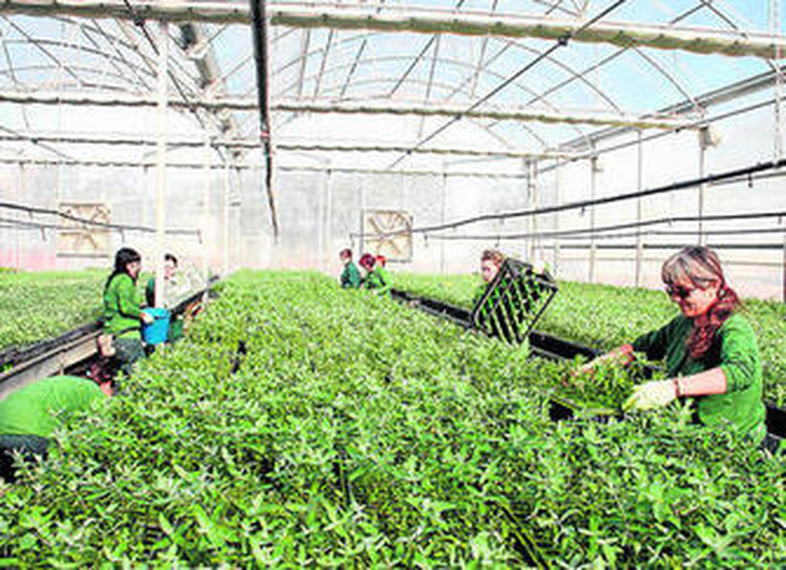 Plantones de eucalipto en uno de los viveros de la factoría Ence.