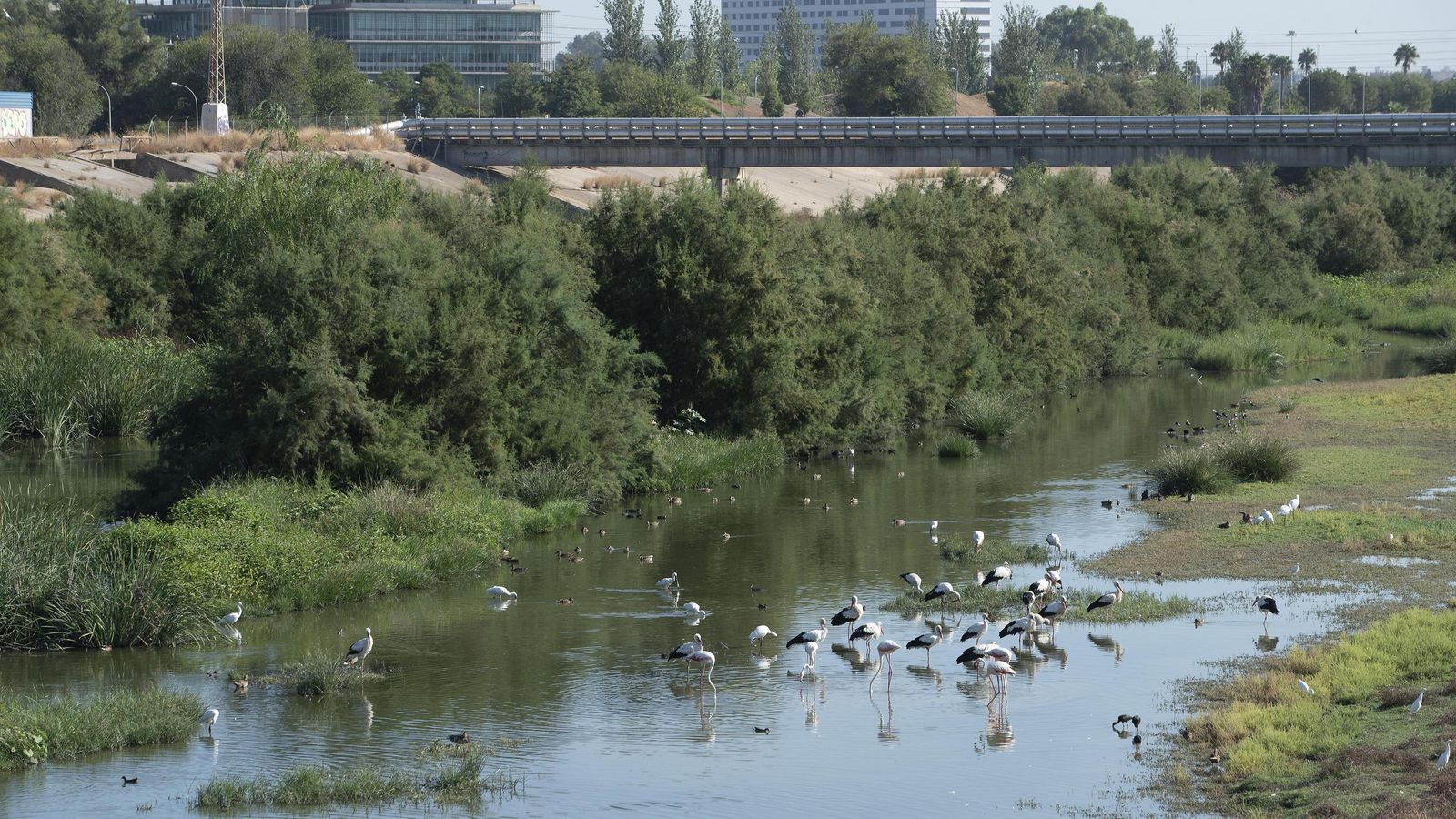 Detalle de la rica avifauna del parque fluvial de Palmas Altas.
