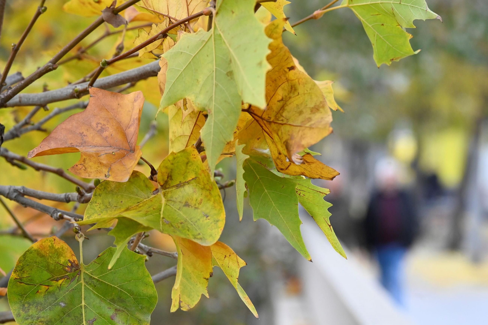 Otoño hojas caídas árboles córdoba