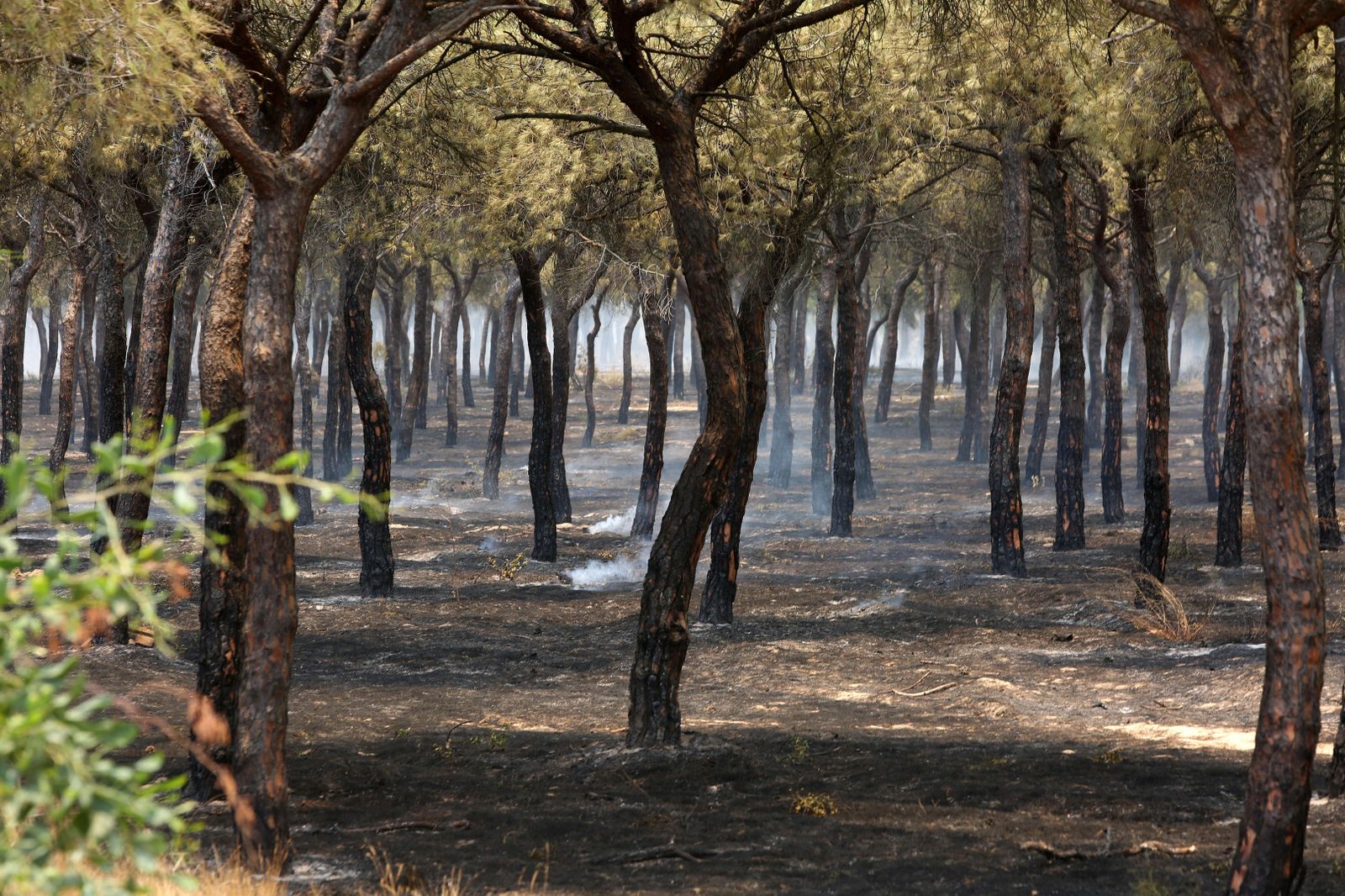 Las consecuencias del incendio en Mazagón