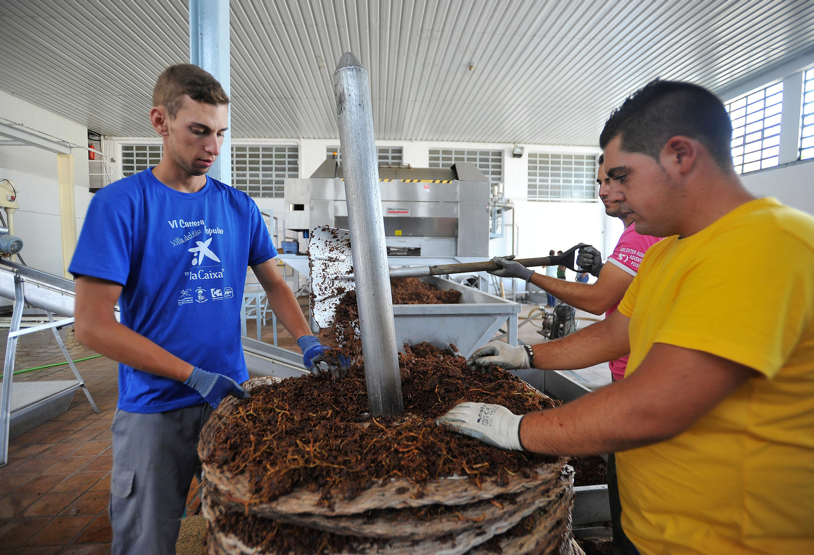 Así se elabora el vino Pedro Ximénez