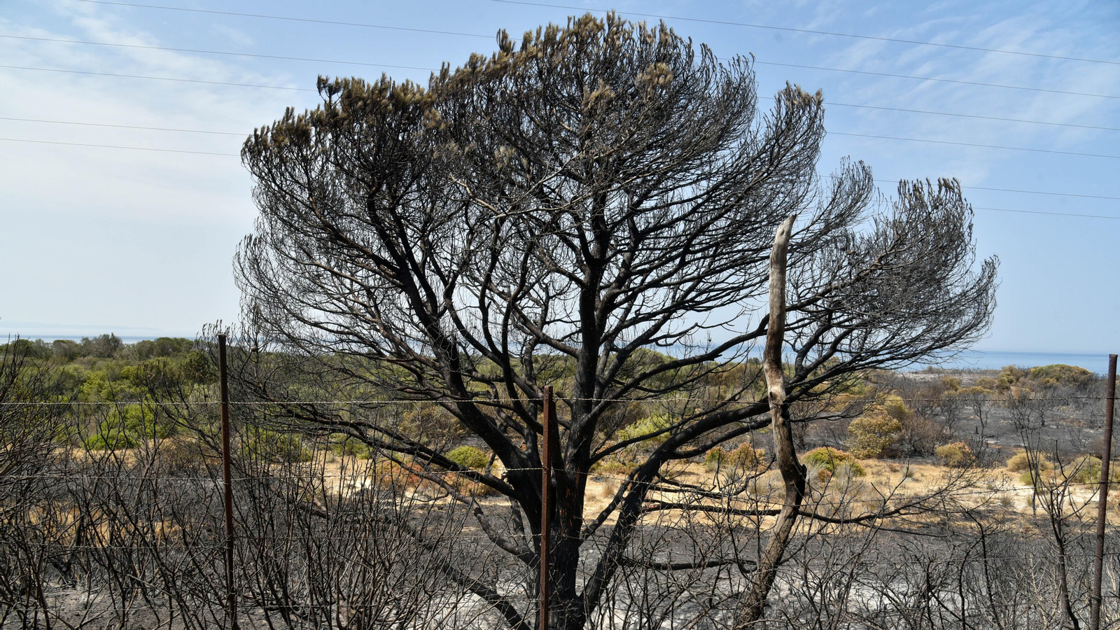 Fotos del incendio de Valdevaqueros que arrasó con 11 hectáreas de Parque Natural del Estrecho Las fotos de la zona afectada por el incendio de Valdevaqueros