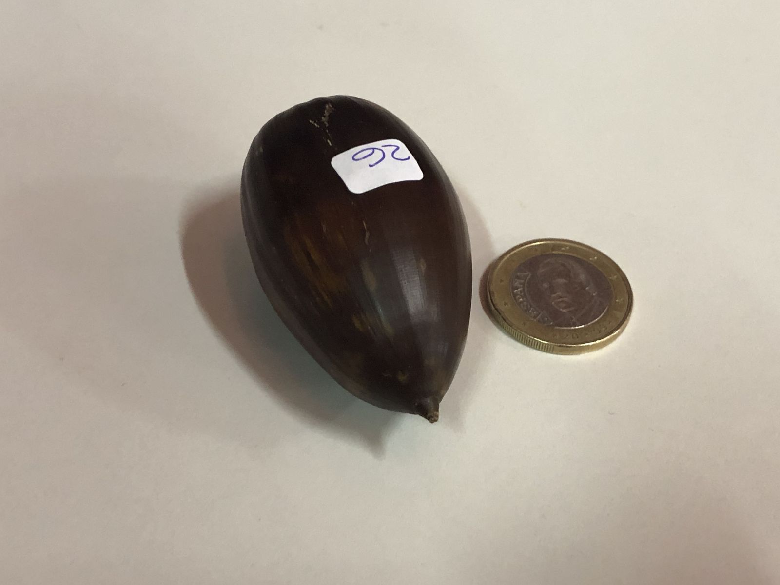 La bellota más grande de Los Pedroches del concurso de 2018.