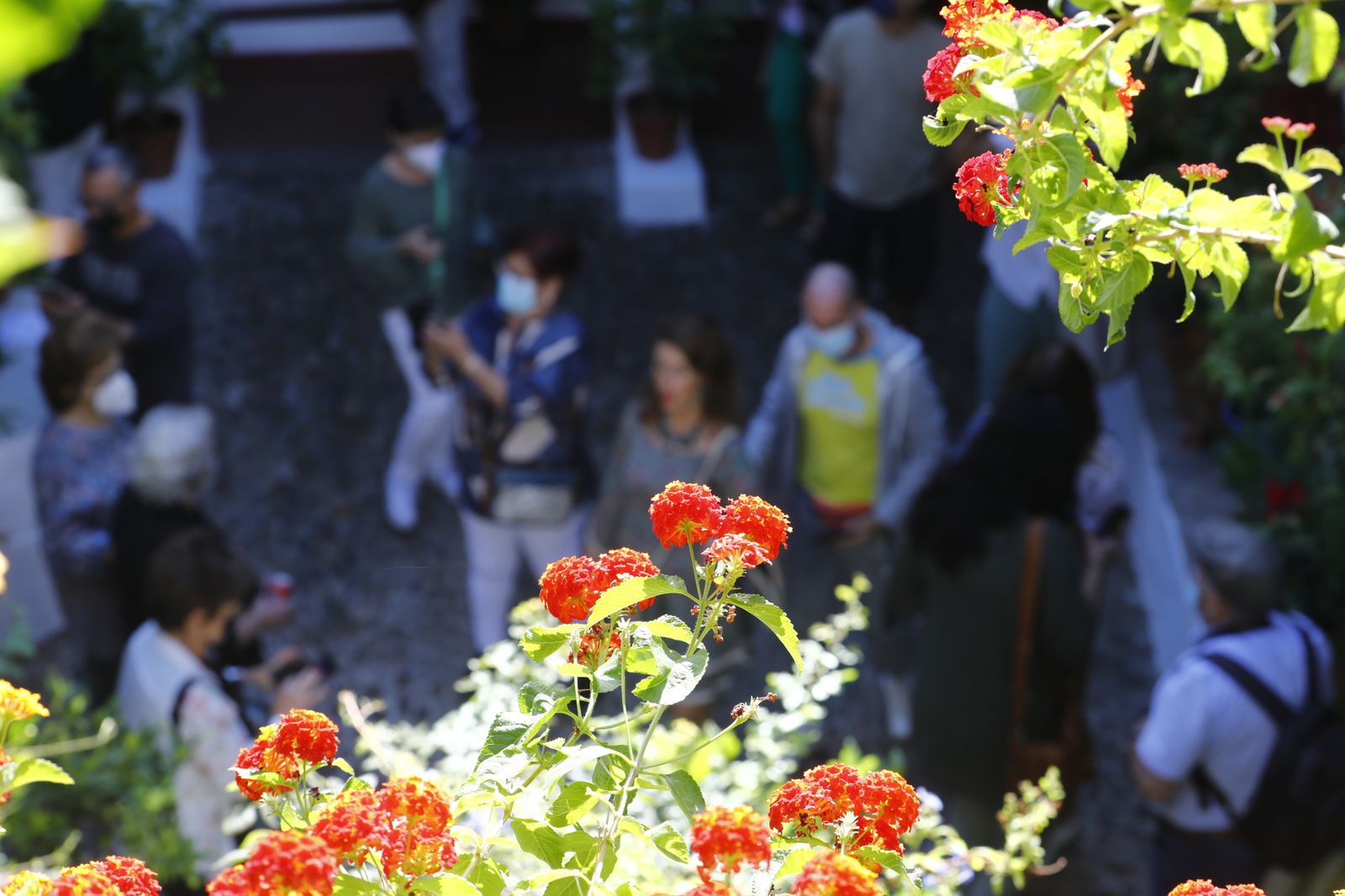 Las fotografías del primer día de apertura de los Patios de Córdoba en otoño
